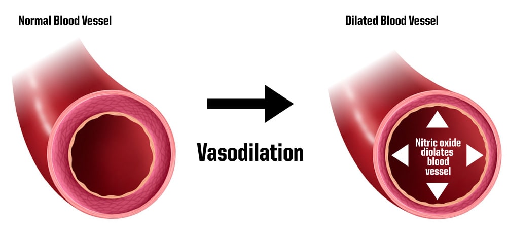 vasodilation study