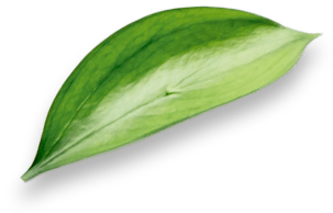 Vitatech Leaf